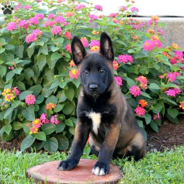 Lexi, Belgian Malinois Puppy