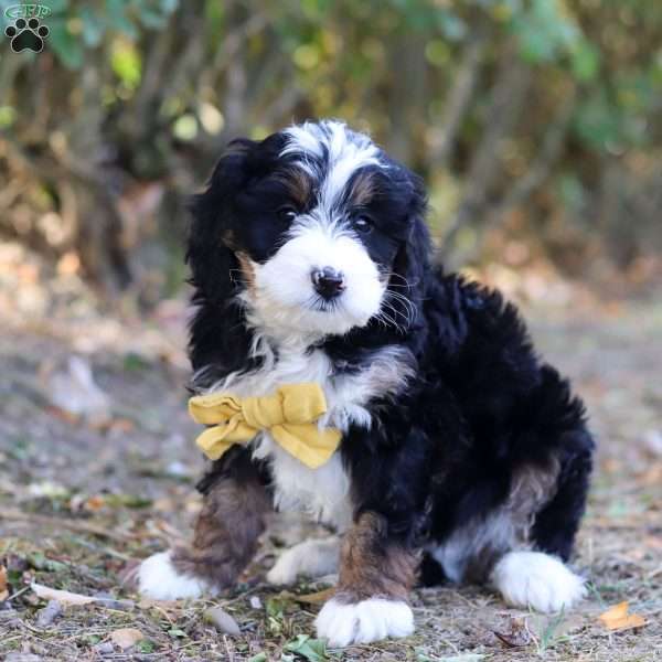 Liam, Mini Bernedoodle Puppy