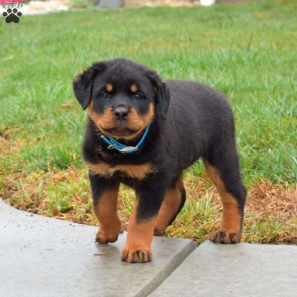 Liberty, Rottweiler Puppy