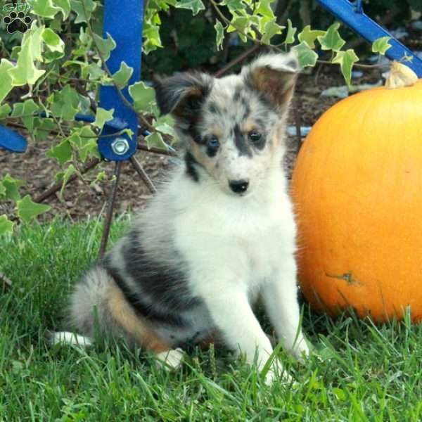 Lilac, Sheltie Puppy