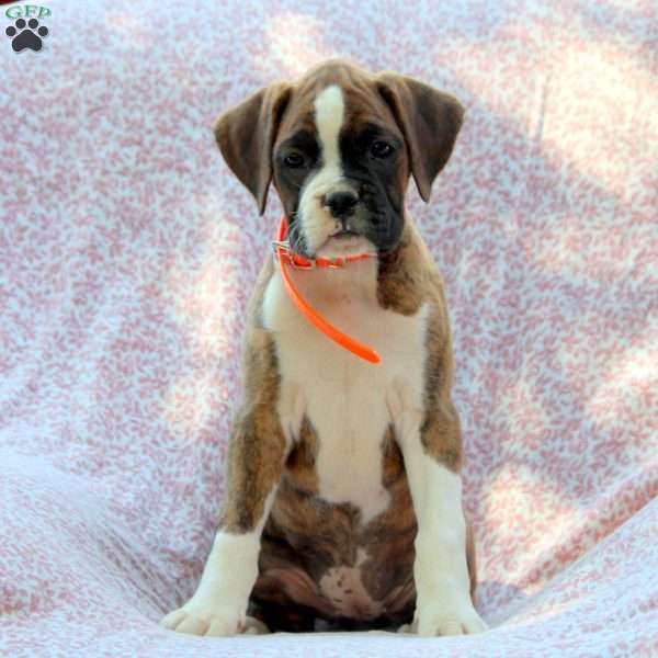 Lilac, Boxer Puppy