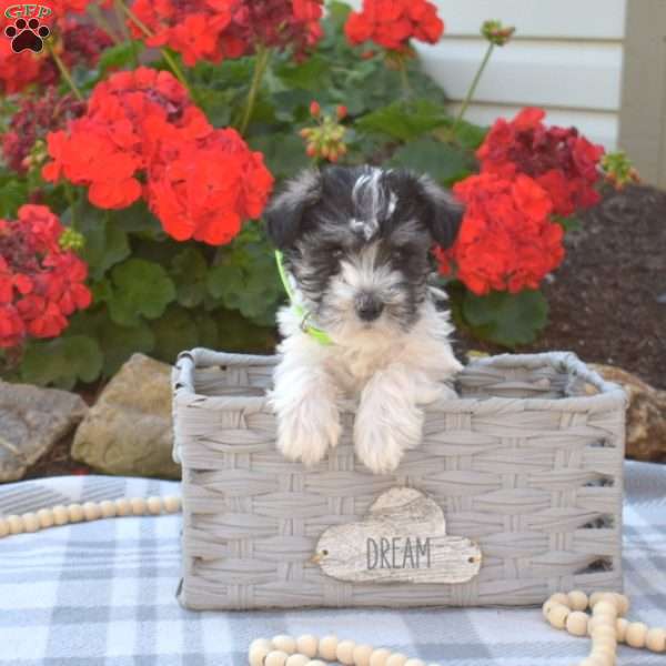 Lilac, Miniature Schnauzer Puppy