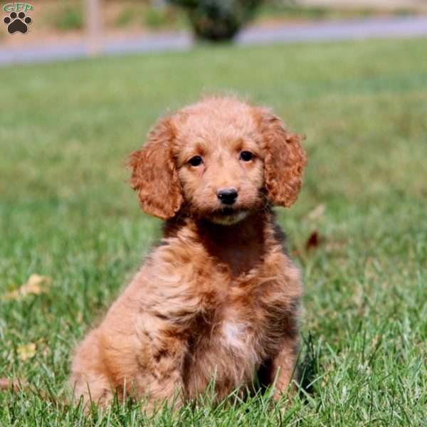 Lill, Mini Goldendoodle Puppy