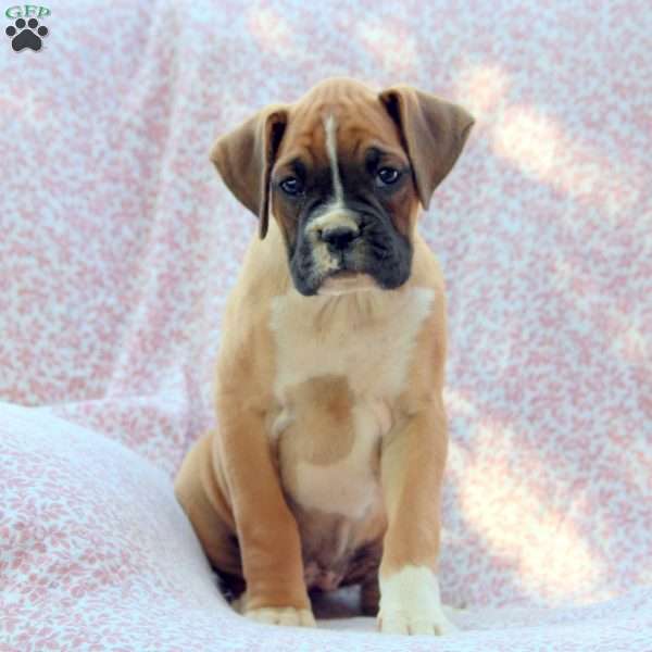 Lillie, Boxer Puppy