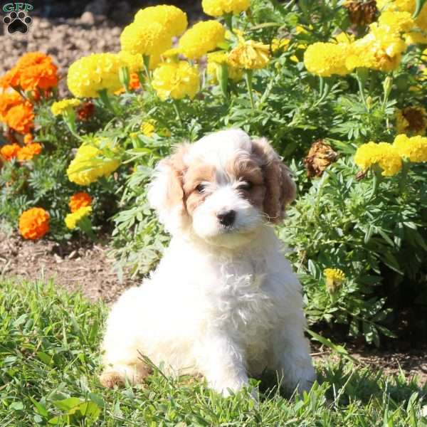 Lilo, Cockapoo Puppy