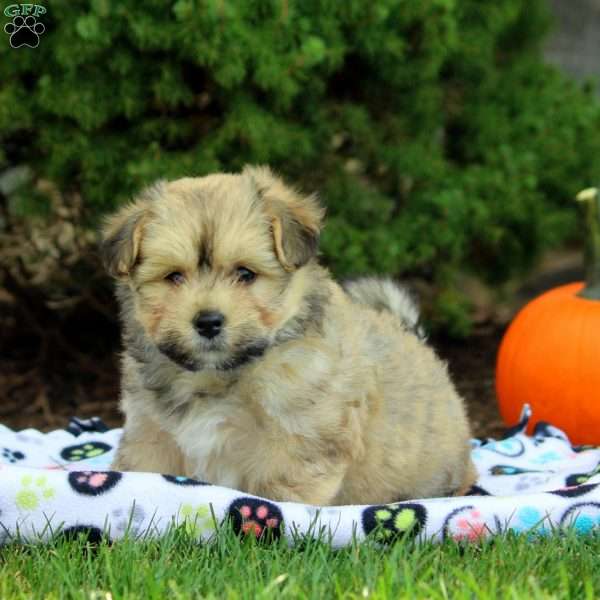 Lily, Havanese Puppy