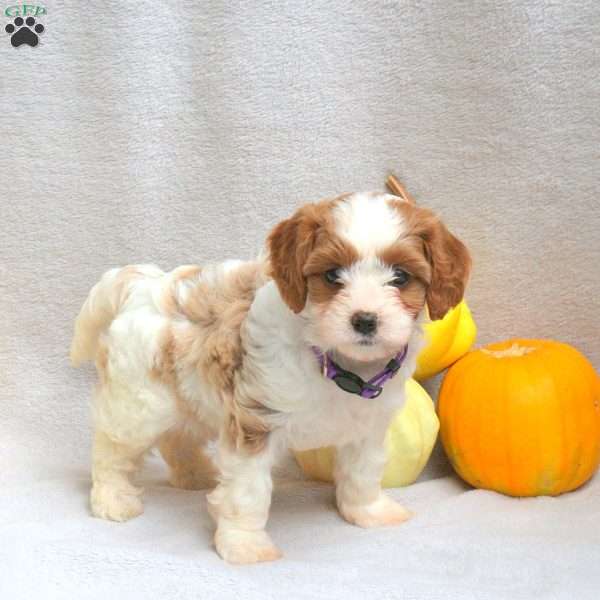 Lily, Cavapoo Puppy