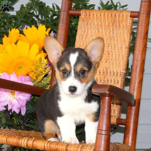 Lily, Pembroke Welsh Corgi Puppy