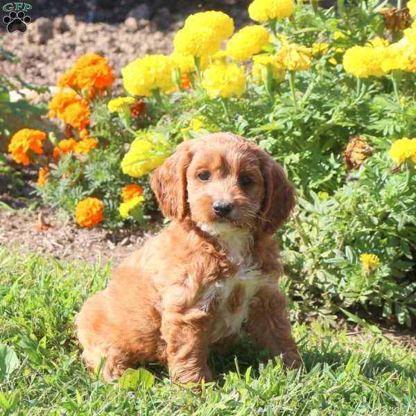 Lily, Cockapoo Puppy