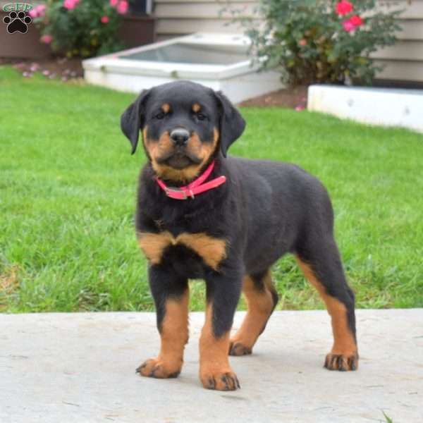 Lily, Rottweiler Puppy