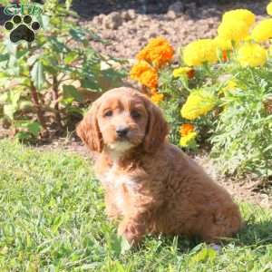 Lily, Cockapoo Puppy