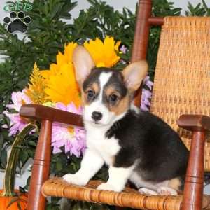 Lily, Pembroke Welsh Corgi Puppy