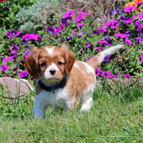 Lilly, Cavalier King Charles Spaniel Puppy