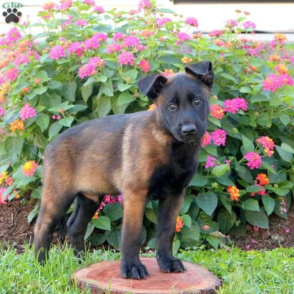 Lincoln, Belgian Malinois Puppy