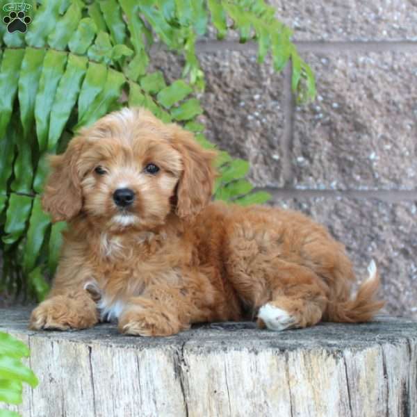 Linda, Cavapoo Puppy