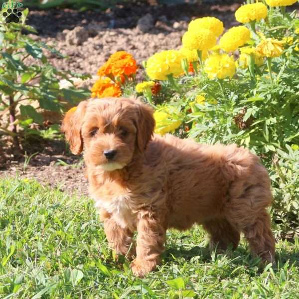 Lindsey, Cockapoo Puppy