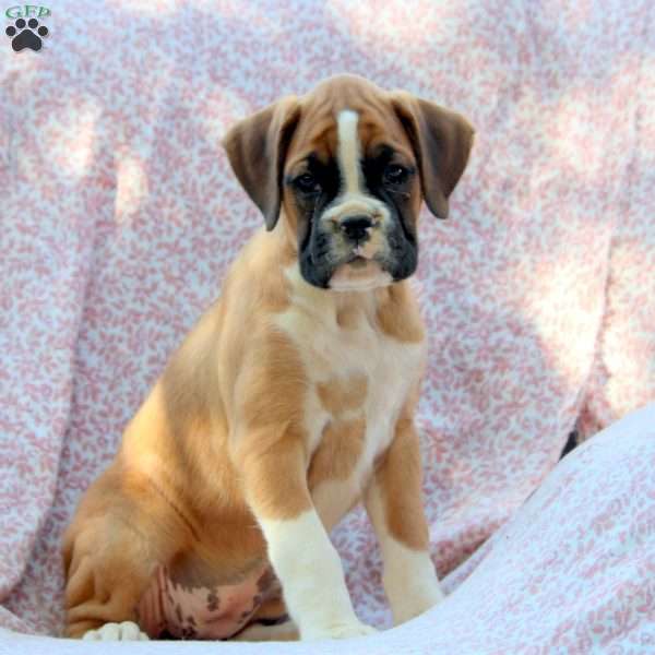 Lindy, Boxer Puppy