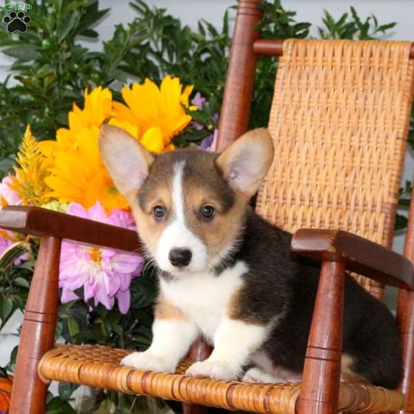 Link, Pembroke Welsh Corgi Puppy