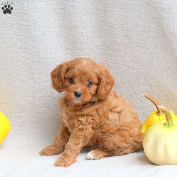 Link, Cavapoo Puppy