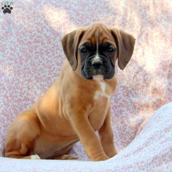 Lisa, Boxer Puppy