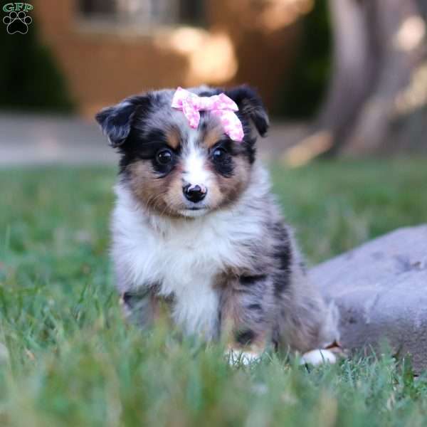 Lisa, Miniature Australian Shepherd Puppy