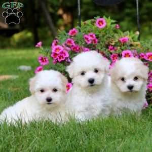 Andy, Coton de Tulear Puppy