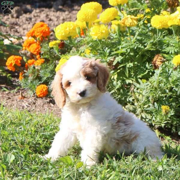 Lizzie, Cockapoo Puppy