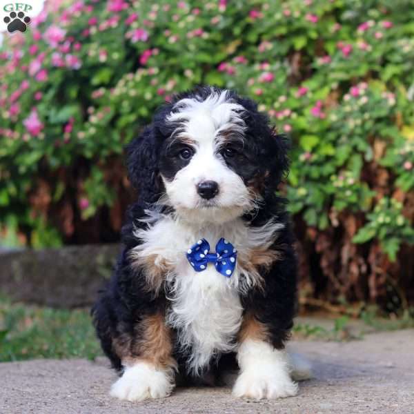 Logan, Mini Bernedoodle Puppy