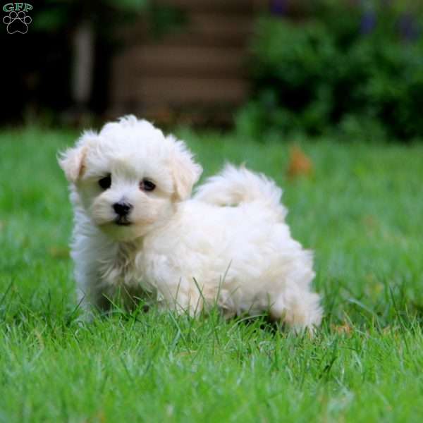 Lonnie, Maltese Puppy