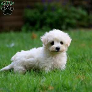 Lonnie, Maltese Puppy