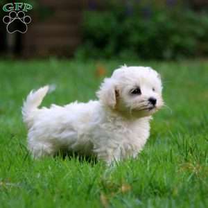 Lonnie, Maltese Puppy