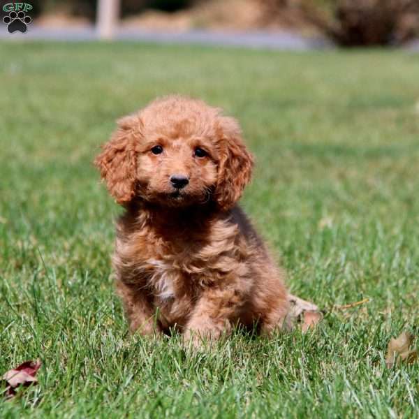 Loyal, Mini Goldendoodle Puppy