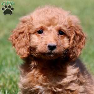 Loyal, Mini Goldendoodle Puppy