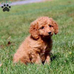 Loyal, Mini Goldendoodle Puppy