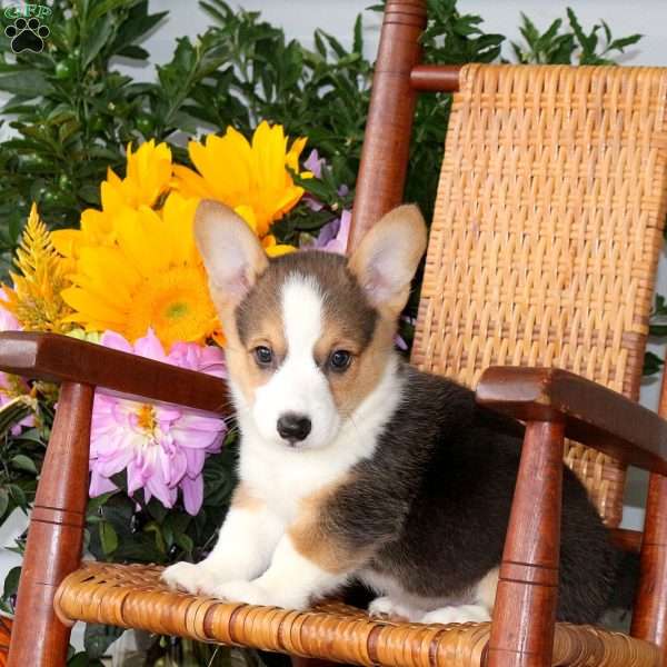 Lucas, Pembroke Welsh Corgi Puppy