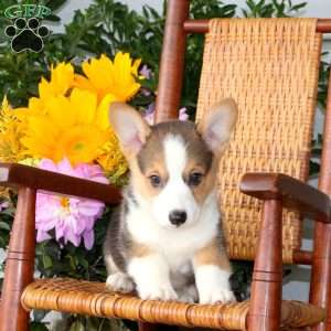 Lucas, Pembroke Welsh Corgi Puppy