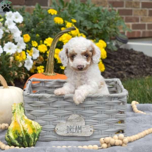 Lucky, Mini Goldendoodle Puppy