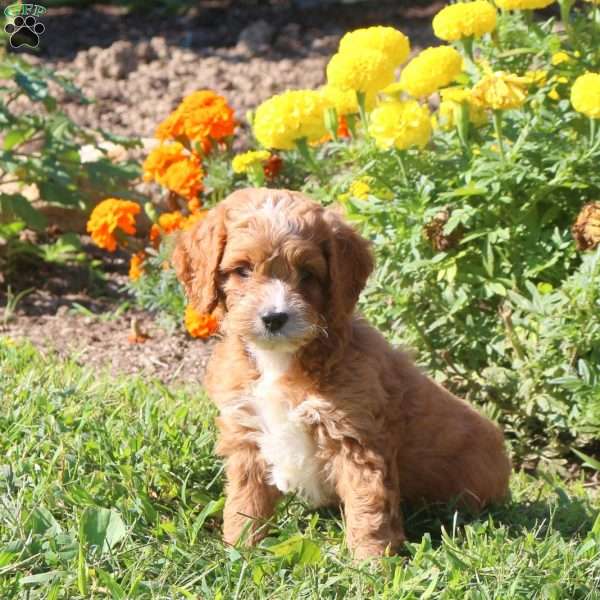 Lucky, Cockapoo Puppy