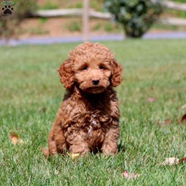 Lucky, Mini Goldendoodle Puppy