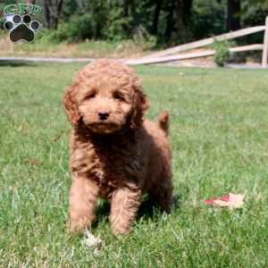 Lucky, Mini Goldendoodle Puppy