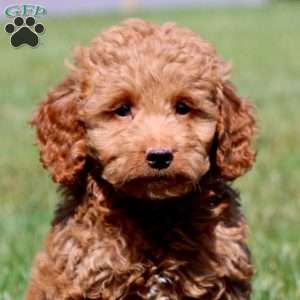 Lucky, Mini Goldendoodle Puppy