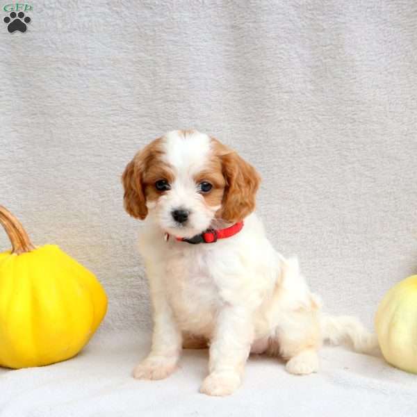 Lucy, Cavapoo Puppy