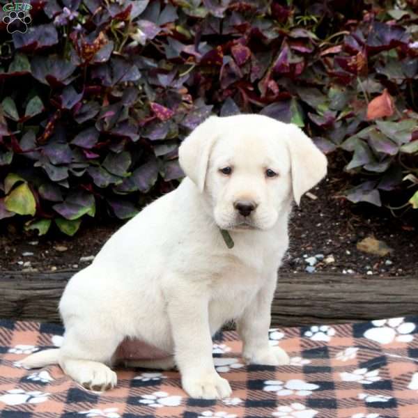 Lucy, Yellow Labrador Retriever Puppy