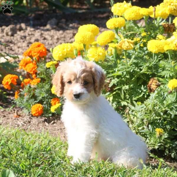 Lucy, Cockapoo Puppy