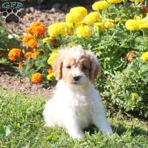 Lucy, Cockapoo Puppy