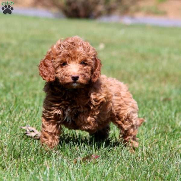 Lucy, Mini Goldendoodle Puppy