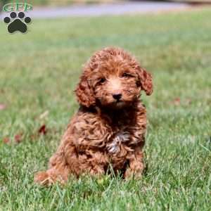 Lucy, Mini Goldendoodle Puppy