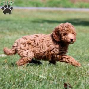 Lucy, Mini Goldendoodle Puppy