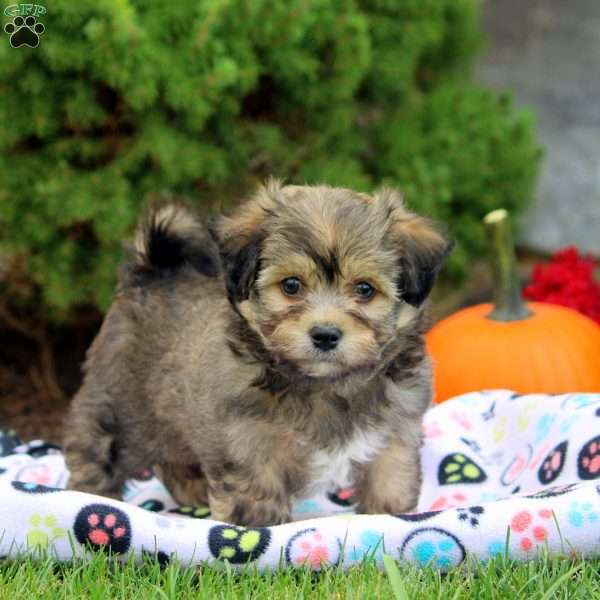 Luke, Havanese Puppy