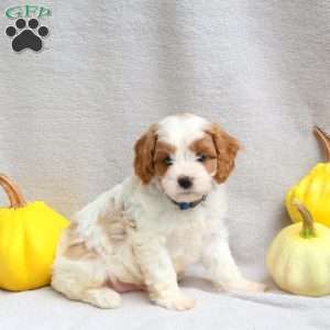 Luke, Cavapoo Puppy